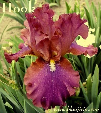 Photo of Tall Bearded Iris (Iris 'Hook') uploaded by Calif_Sue