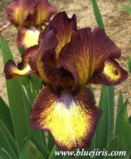 Photo of Intermediate Bearded Iris (Iris 'Hot Fudge') uploaded by Calif_Sue