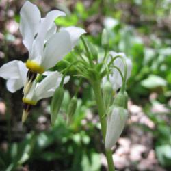 Location: Roaring River State Park, Missouri
Date: 2006-April-16
Close up of Dodecatheon Meadia 'Alba' blooming in a colony at the