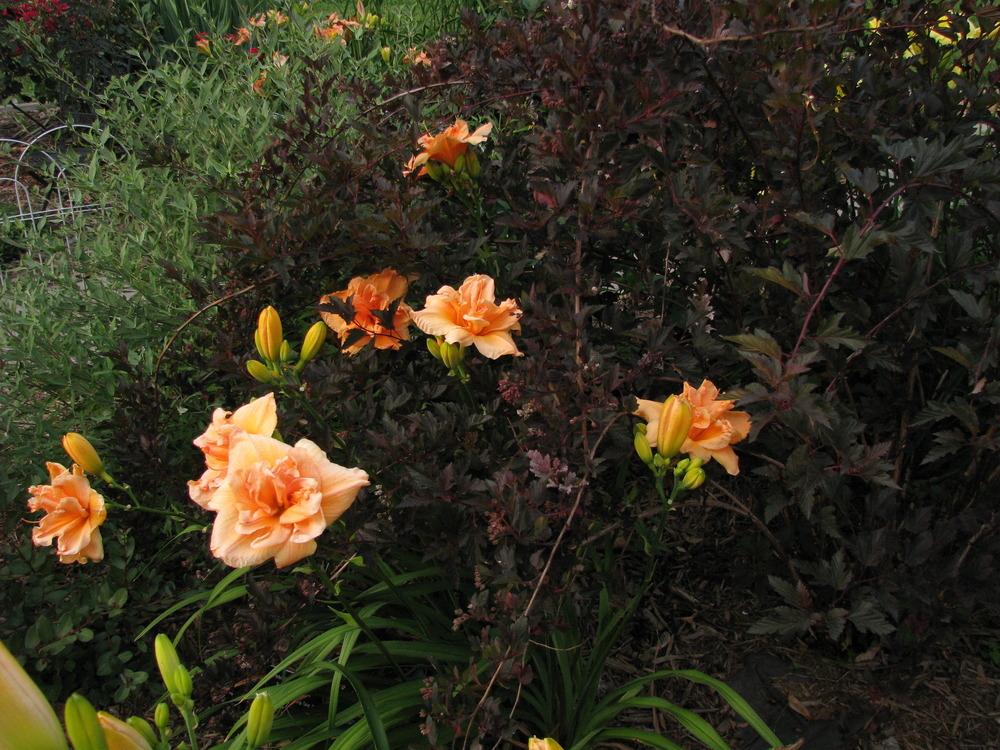 Photo of Daylily (Hemerocallis 'Peach Magnolia') uploaded by blue23rose