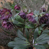 Helleborus 'Winter Jewels™ Onyx Odyssey' Plant