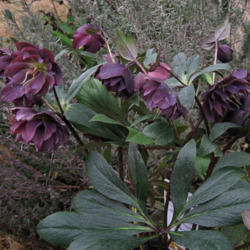Location: Medina, TN
Date: 2013-03-05
Helleborus 'Winter Jewels™ Onyx Odyssey' Plant