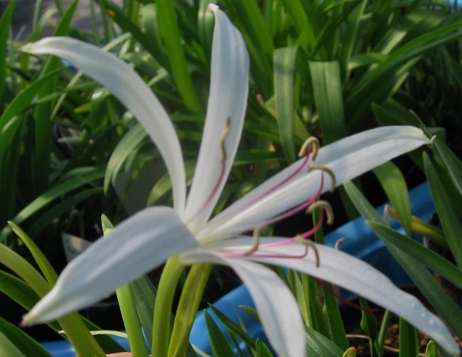 Photo of Crinum Lily (Crinum americanum) uploaded by eclayne