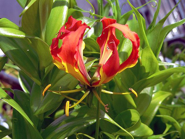 Photo of Gloriosa Lily (Gloriosa superba) uploaded by eclayne