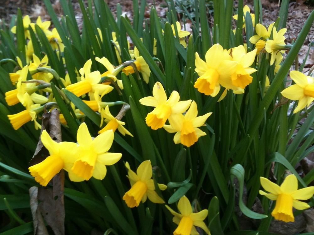 Photo of Daffodil (Narcissus 'Tete-a-Tete') uploaded by janicewood549