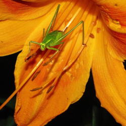 Location: central Illinois
Date: 2011-07-11
katydid appears to be skiing daylily slope