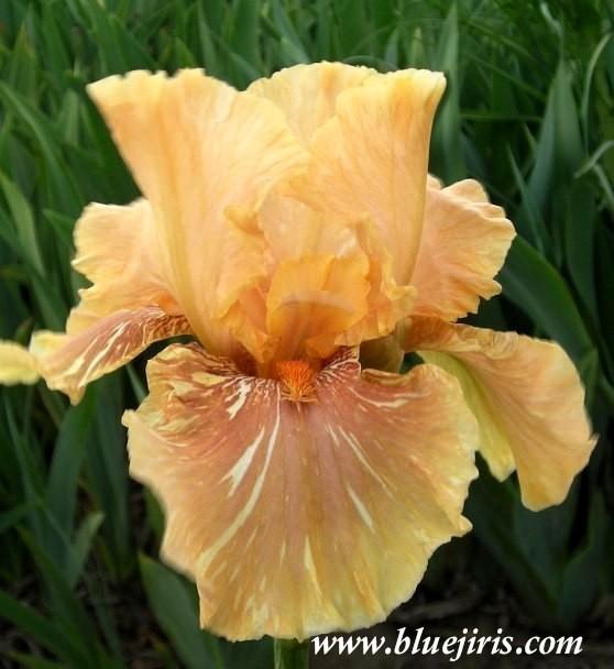 Photo of Tall Bearded Iris (Iris 'Hyenasicle') uploaded by Calif_Sue