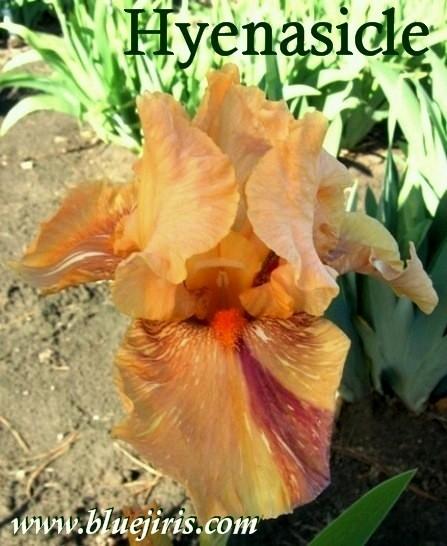 Photo of Tall Bearded Iris (Iris 'Hyenasicle') uploaded by Calif_Sue