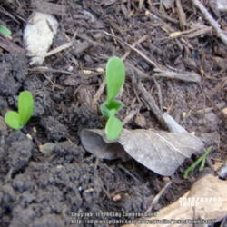 Location: Plano, TX
Date: 2013-03-07
Volunteer seedlings