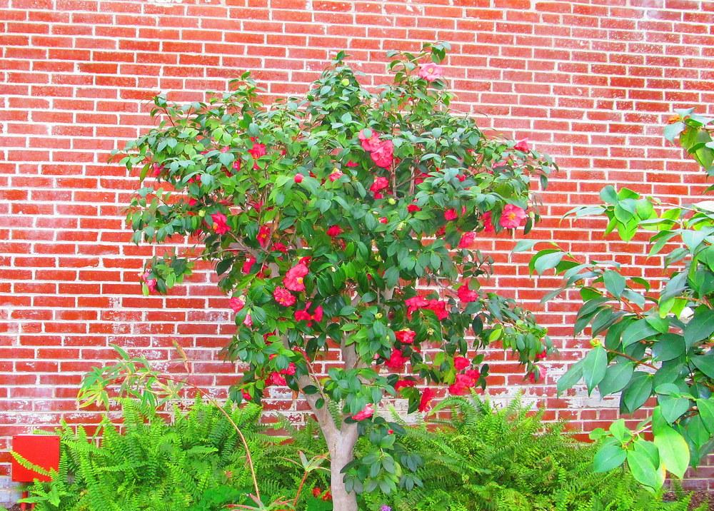 Photo of Camellias (Camellia) uploaded by jmorth