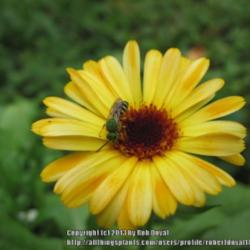 Location: Mason, New Hampshire (zone 5b)
Date: 2012-08-11
A cheery Calendula receives a summer vistor.