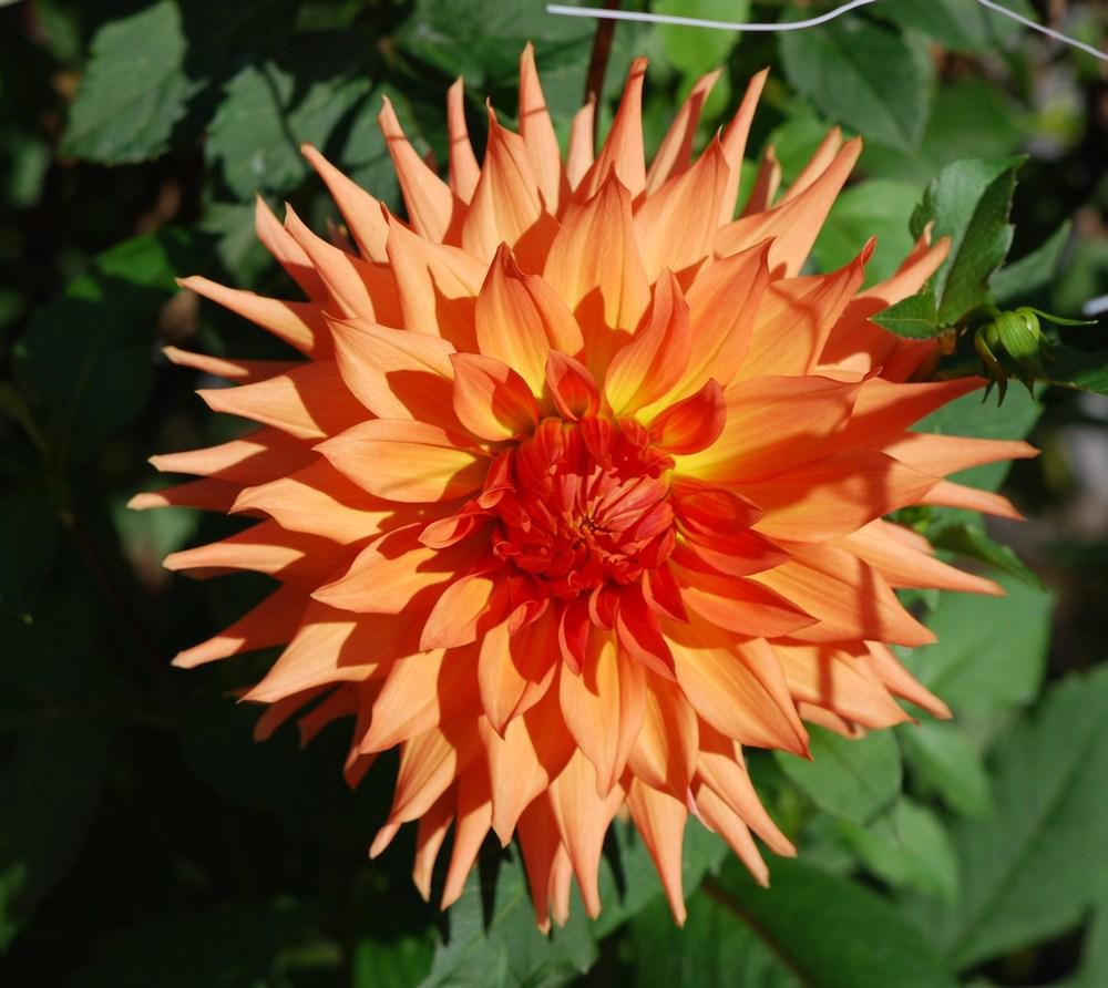 Photo of Dahlia 'Woodland's Wildthing' uploaded by vic