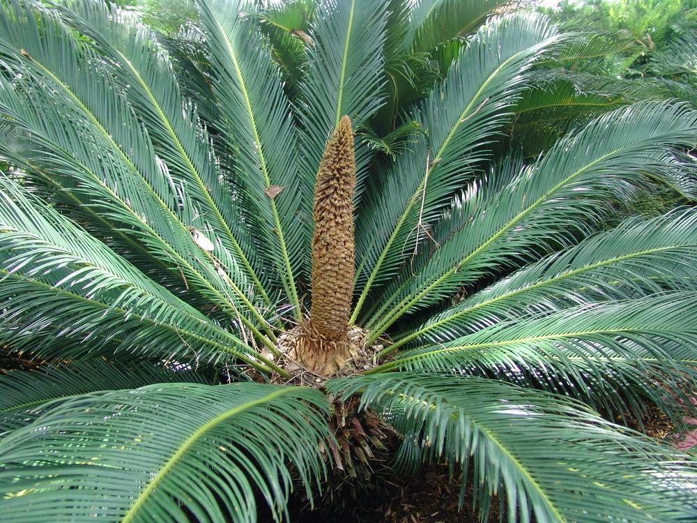 Photo of Sago Palm (Cycas revoluta) uploaded by eriktampabay