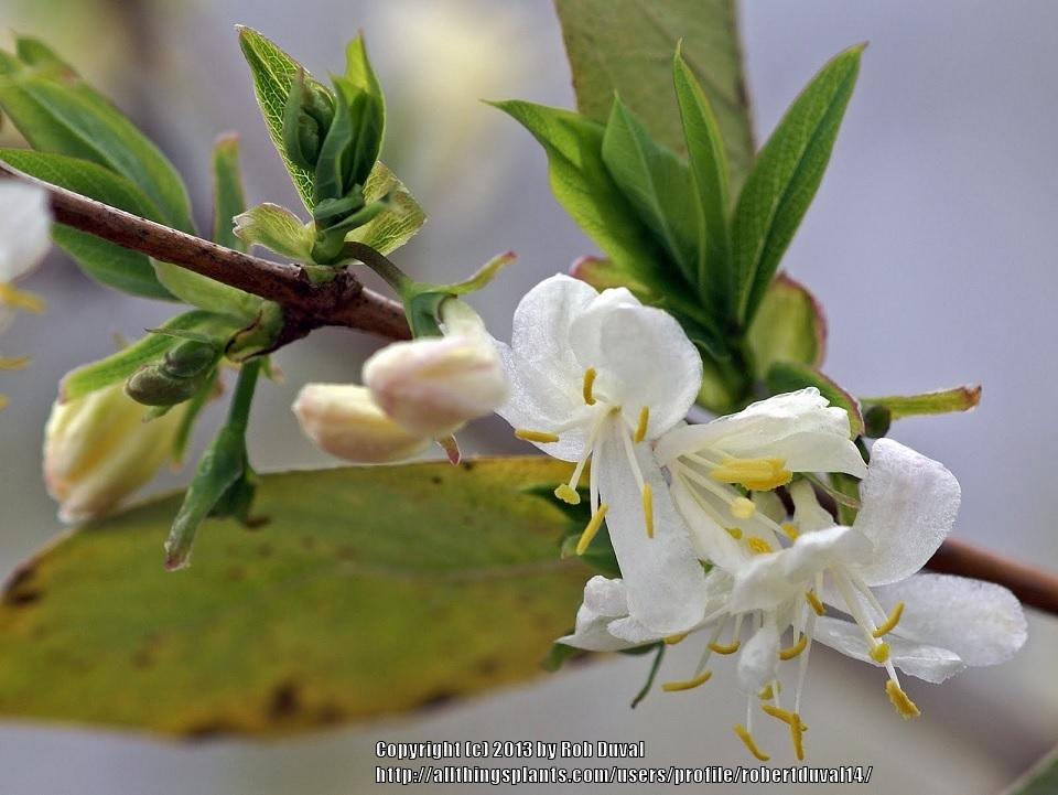 Photo of Winter Honeysuckle (Lonicera fragrantissima) uploaded by robertduval14