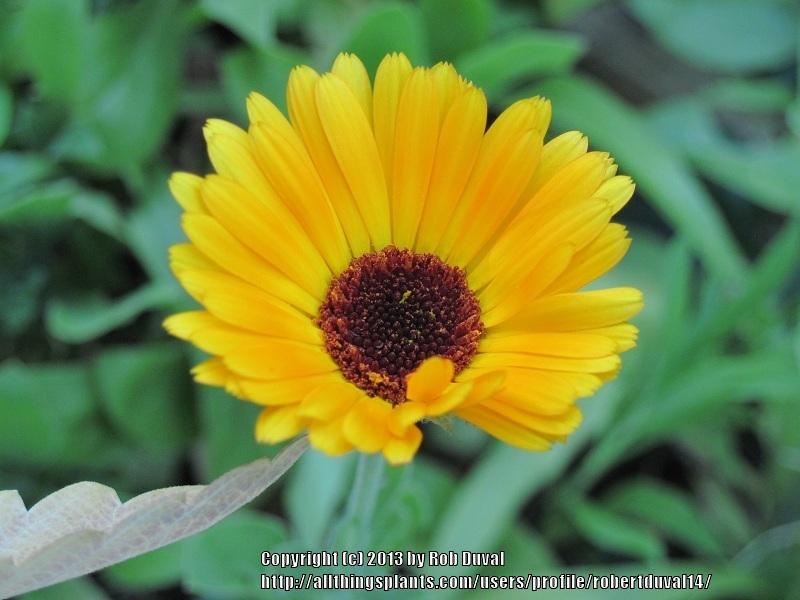 Photo of Pot Marigold (Calendula officinalis) uploaded by robertduval14