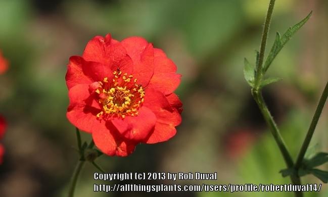 Photo of Geum quellyon uploaded by robertduval14