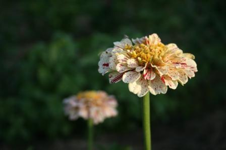Photo of Zinnia (Zinnia elegans 'Peppermint Stick Mixed') uploaded by vic