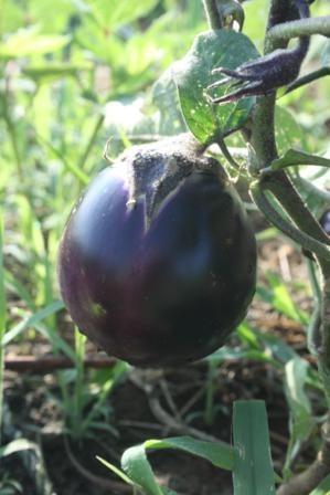 Photo of Eggplant (Solanum melongena 'Kamo') uploaded by vic