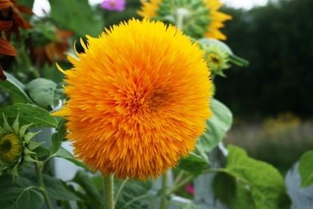 Photo of Dwarf Sunflower (Helianthus annuus 'Teddy Bear') uploaded by vic