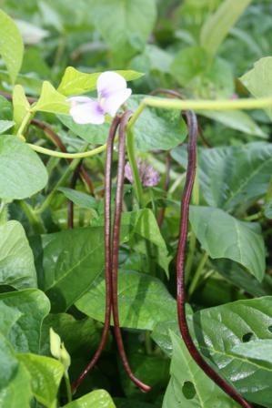 Photo of Yardlong Bean (Vigna sesquipedalis 'Red Noodle') uploaded by vic