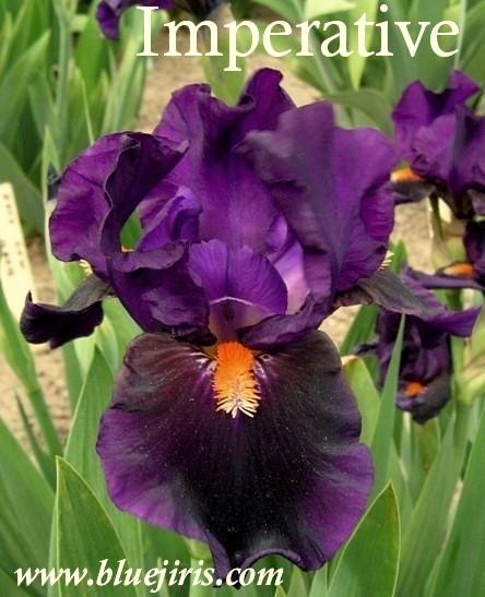 Photo of Intermediate Bearded Iris (Iris 'Imperative') uploaded by Calif_Sue