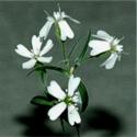 Ice-Age Campion Comes To Life Again
