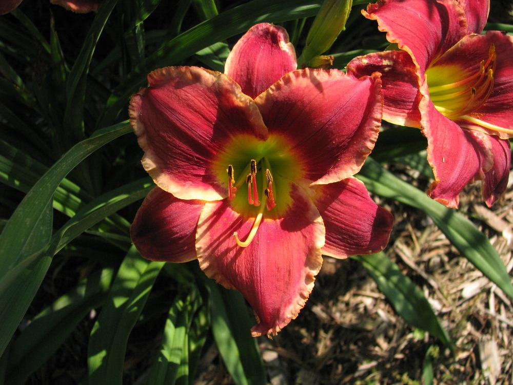 Photo of Daylily (Hemerocallis 'Roses in Snow') uploaded by blue23rose