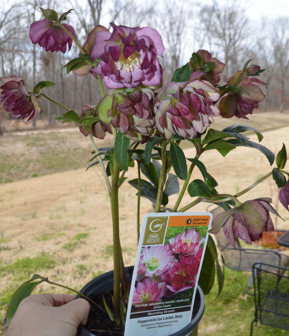Photo of Double Hellebore (Helleborus Winter Jewels™ Peppermint Ice) uploaded by clintbrown
