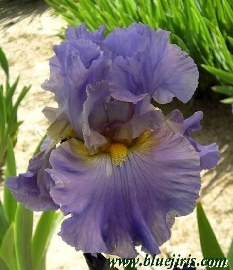 Photo of Tall Bearded Iris (Iris 'Juke Box Hero') uploaded by Calif_Sue