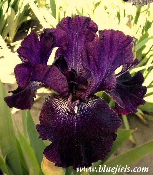Photo of Tall Bearded Iris (Iris 'Inky Icon') uploaded by Calif_Sue