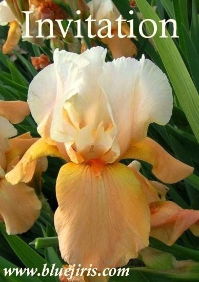 Photo of Tall Bearded Iris (Iris 'Invitation') uploaded by Calif_Sue