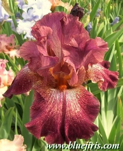 Photo of Tall Bearded Iris (Iris 'Indiscreet') uploaded by Calif_Sue