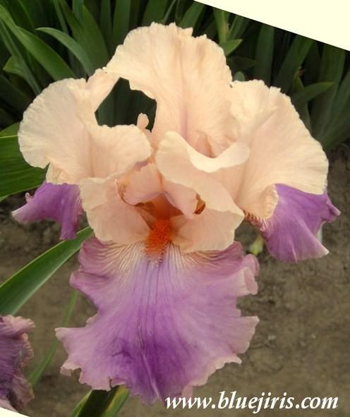 Photo of Tall Bearded Iris (Iris 'Indian Sunrise') uploaded by Calif_Sue