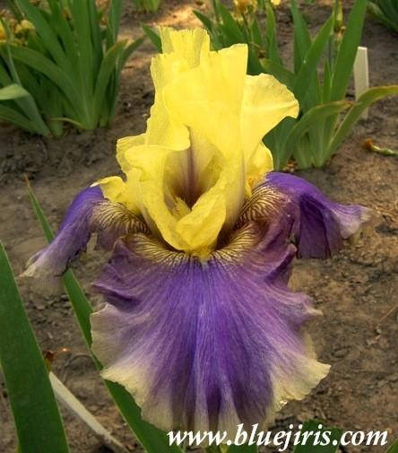 Photo of Tall Bearded Iris (Iris 'Jurassic Park') uploaded by Calif_Sue