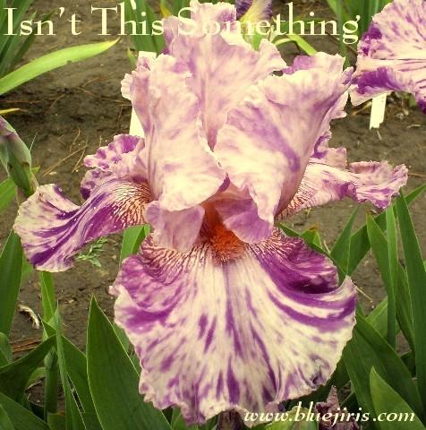 Photo of Tall Bearded Iris (Iris 'Isn't This Something') uploaded by Calif_Sue