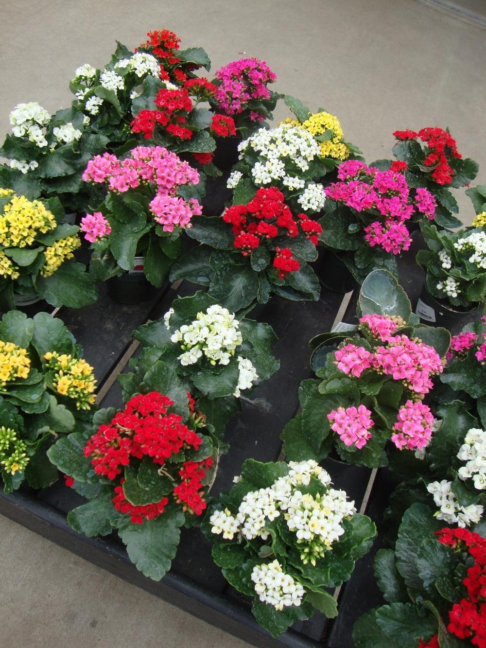 Photo of Kalanchoes (Kalanchoe) uploaded by Paul2032