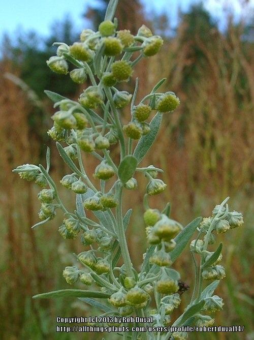 Photo of Absinthe (Artemisia absinthium) uploaded by robertduval14