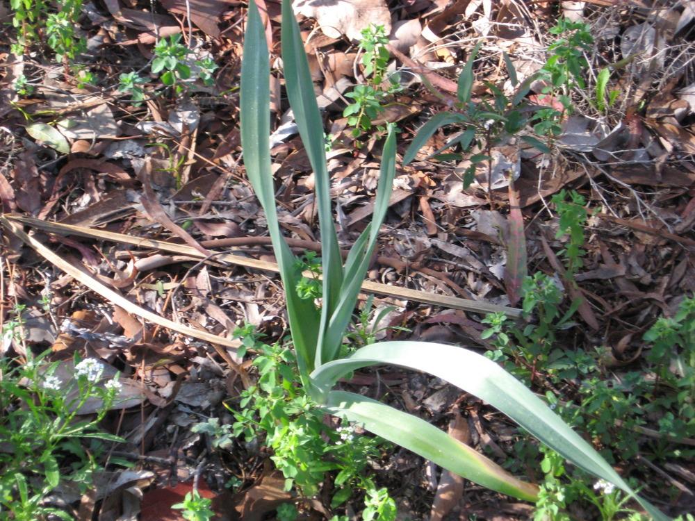 Photo of Elephant Garlic (Allium ampeloprasum) uploaded by wcgypsy