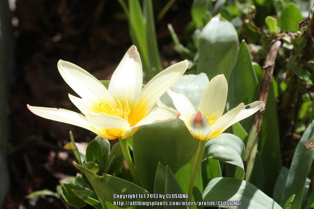 Photo of Species Tulip (Tulipa kaufmanniana) uploaded by CLUSIANA