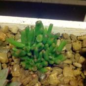 My new baby finger jade plant