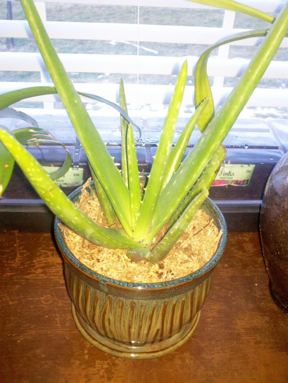 Photo of Aloe Vera (Aloe vera) uploaded by Jookieblue