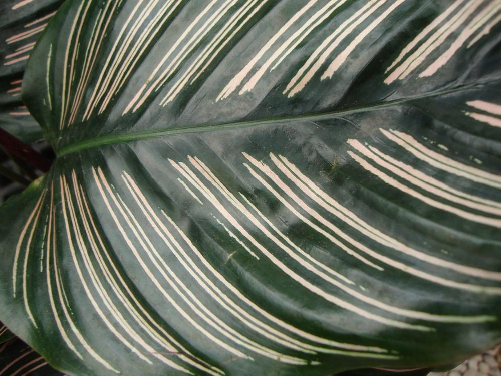 Photo of Pin Stripe Plant (Goeppertia ornata) uploaded by Paul2032