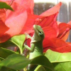 Location: Frisco TX
Date: 2013-03-08
Bloom with a gecko in my greenhouse