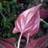 Underneath side of leaves, bold burguny coloration