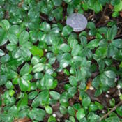 growing as a ground cover (with a quarter for scale)