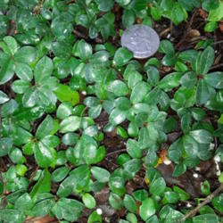 Location: Frisco TX
Date: 2013-03-11
growing as a ground cover (with a quarter for scale)