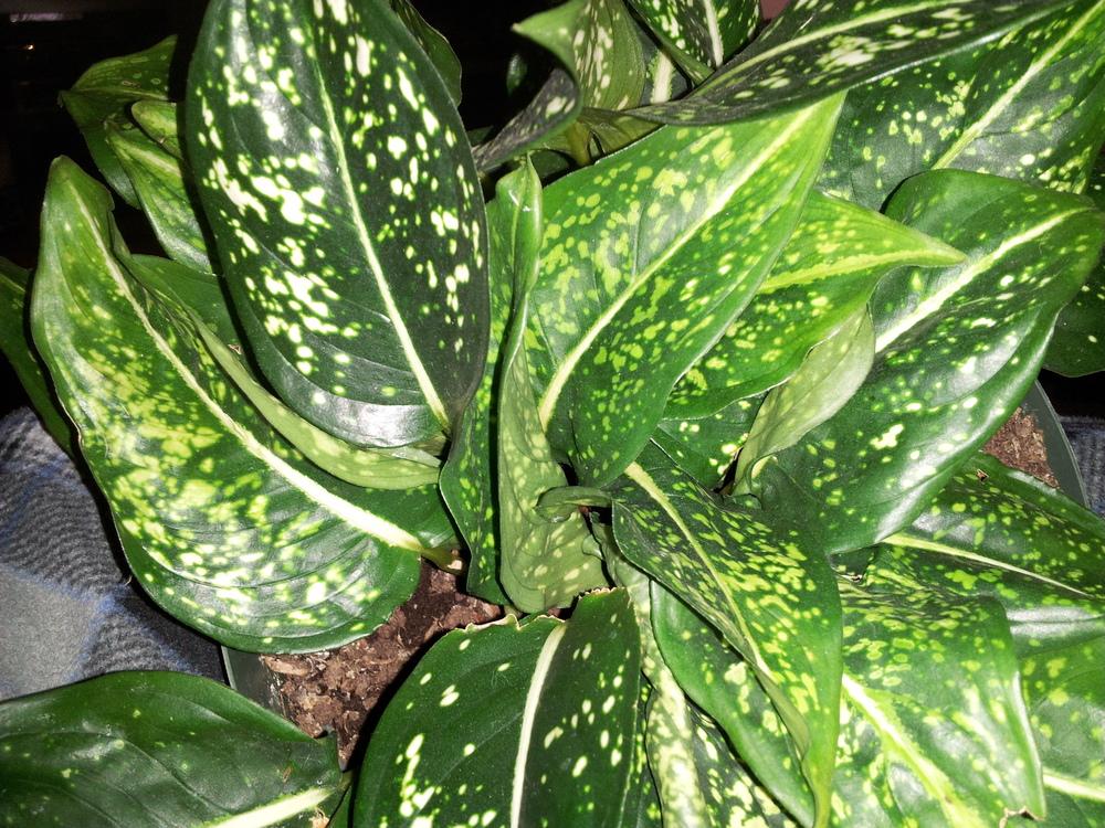 Photo of Spotted Evergreen (Aglaonema costatum) uploaded by pniksch