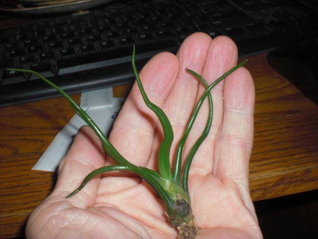 Photo of Air Plant (Tillandsia bulbosa) uploaded by Cahac