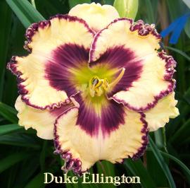 Photo of Daylily (Hemerocallis 'Duke Ellington') uploaded by Calif_Sue