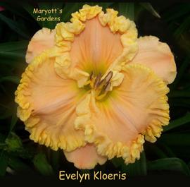 Photo of Daylily (Hemerocallis 'Evelyn Kloeris') uploaded by Calif_Sue